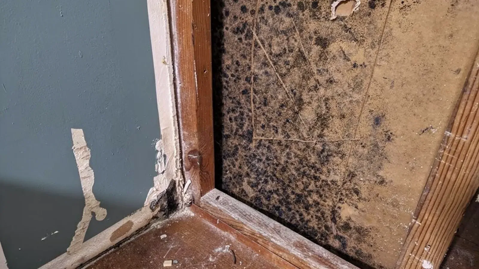 A bathroom wall corner opened beside the tub, mould spread across the exposed board behind