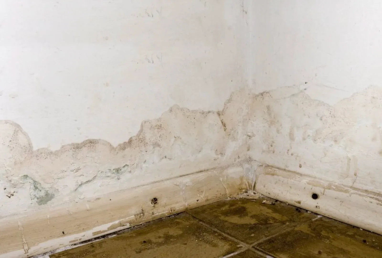 Rising-damp staining and blistered paint spreading up a wall above the baseboard in a room corner